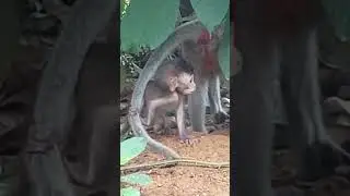 ОБЕЗЬЯНЫ острова Чанг