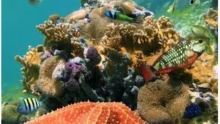 Underwater Wonders + Relaxing Music - The Best 4K Sea Animals for Relaxation
