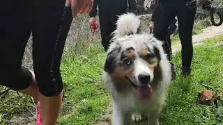 Dog Trekking