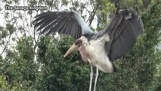 Marabou Stork