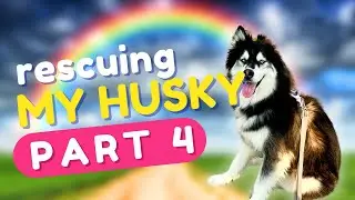 My husky’s full rescue story (part 4)