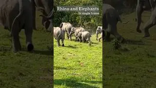 Elephant and Rhino | Magical moment captured in Manas National part #ClickATale