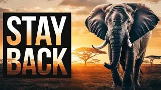 What Happens if You Get Too Close to a Wild Elephant