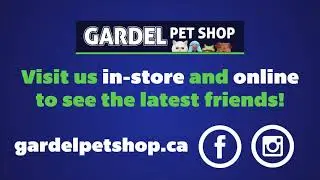 Pet Talk - Gerbils