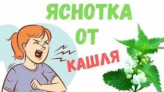 Яснотка белая или Глухая крапива, как приготовить, польза и вред
