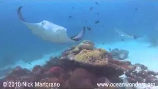 Palau - German Channel