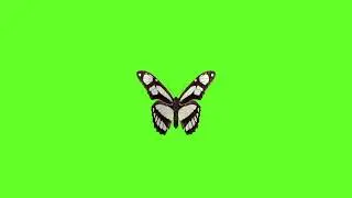 butterfly green screen animated 13  | copyright free | cartoon background@Ayzeestudio