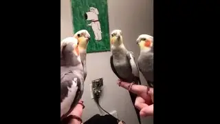 Birds SINGING! 🔥