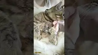 Удивительная дружба кота и воробья