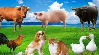 Familiar Animal Sounds - Dogs, Pigs, Cats, Chickens, Buffaloes, Cows, Ducks