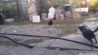 Приколы c собаками кошками Самое смешное видео в миреПодборка Приколов