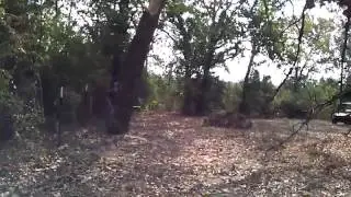 choping down a tree