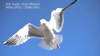 Sony RX100 IV & RX10 II Super Slow Mo Video Seagull