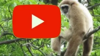 YOUTUBE è una giungla!