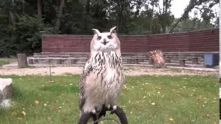 German Arabic         Siberian Bubo Bubo
