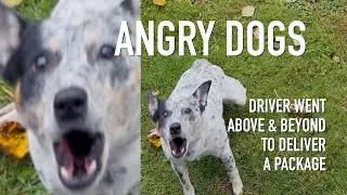 How to Deal With Dogs for Amazon Drivers