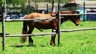 Horse Erection - Funny Videos