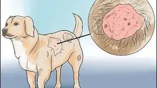cara basmi kudis kulit anjing