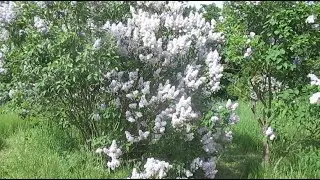 ПАРК АЛЕКСАНДРИЯ 21 05 2023ГОД