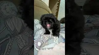 Знакомьтесь Тоша. #youtubeshorts #shortvideo #shorts #dog