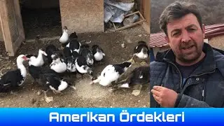 Amerikan ördekleri hakkında bilinmesi gereken herşey.. 
