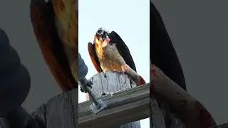 Birds life is sometimes fun like human life