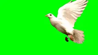 Flying Dove green screen