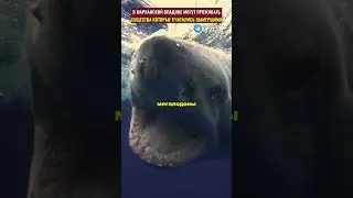 Does Megalodon really live in a Martian trench?