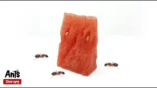 Ants VS Watermelon 4K Timelapse