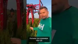 Выкопка туи Смарагд в Питомнике туй Ирины Любченко
