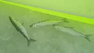 РЯПУШКА. Как и на что ловить РЯПУШКУ? 