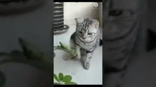 kucing lucu banget sampe ngakak ngeliatnya 