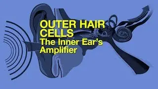 Outer Hair Cells – The Inner Ear's Amplifier