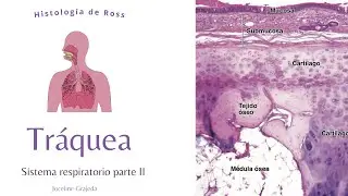 Tráquea | Sistema respiratorio II | Histología de Ross