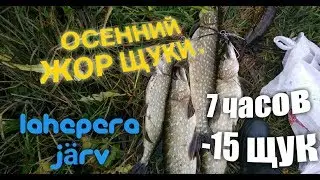 Осенний жор . Щука в ноябре на джеркбейты . Крупная щука на спиннинг .