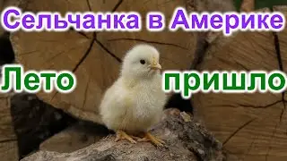 Сельчанка в Америке. Лето пришло