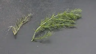 Hornwort in Aquarium