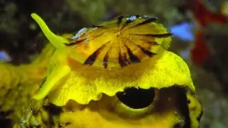 Facts: The Yellow Umbrella Slug