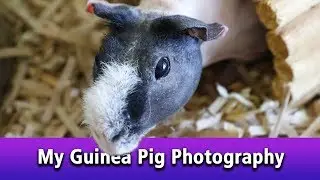 My Guinea Pig Photography - Which Matters More, Gear or Photographer?