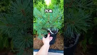 Эта СОСНА растёт везде  и даже В Кадке #цветы #garden #сад #дача #огород #помидоры #розы #растения