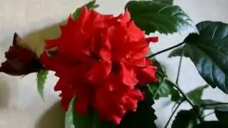 Гибискус (Китайская роза) Surprising Hibiscus Flower