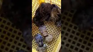 Adik Sepupunya Lobster....sedap mantap