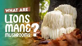 The Lion's Mane Mushroom: Discover the Benefits Backed by Scientific Research