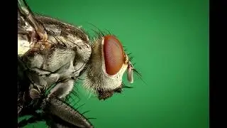 Insect Flyby Buzzing Sound Effect