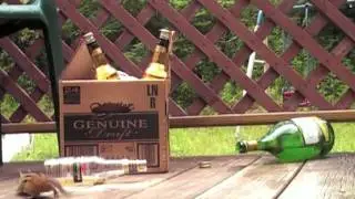 Drunk as a Chipmunk ! ! !