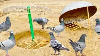 Easy Pigeon Trap 100% Work | How To Make Double Birds Trap | 