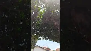 Os galhos, as folhas e o horario: meio dia e pouco.