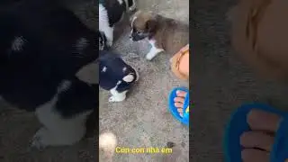 Cún con nhà em cute không?