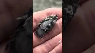 Ever seen a parasite this big? #fishing #isopod #parasite #alien