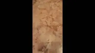 Чешуйница бегает по стене